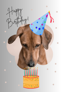 Dog Birthday card